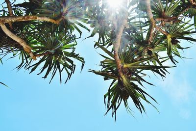 Low angle view of palm tree against sky