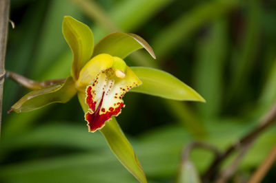 Close-up of yellow flower