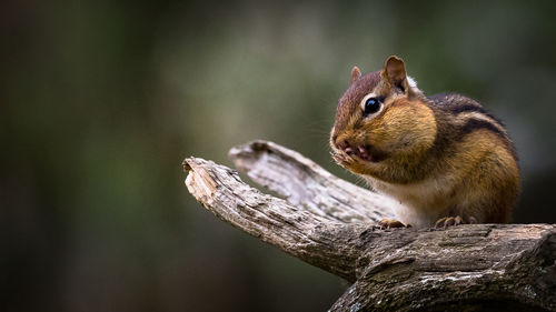 Close-up of squirrel in the wild