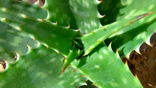 Full frame shot of cactus