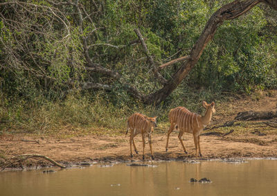 Giraffe standing in a forest