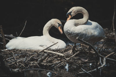 View of swan in lake