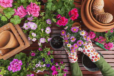 Gardening, different spring and summer flowers, flower box and gardening tools, potting