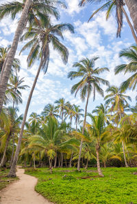 Low angle view of coconut palm trees against sky at tayrona national natural park