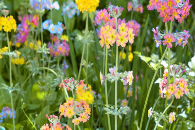 Close-up of multi colored flowers blooming outdoors