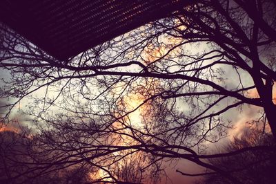 Low angle view of bare trees against sky at sunset