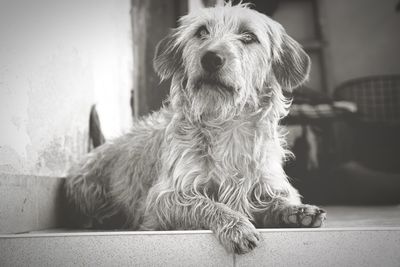 Close-up of a dog sitting at home