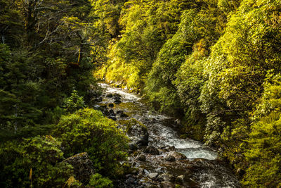 River flowing amidst trees in forest