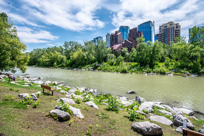 Plants by river and buildings against sky