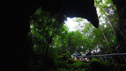 Low angle view of trees in forest