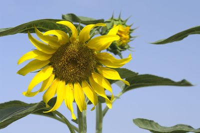 Close-up of sunflower against clear sky