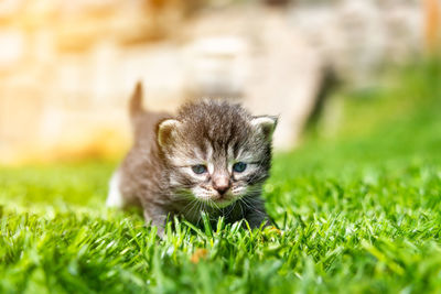 Close-up of a kitten in a field