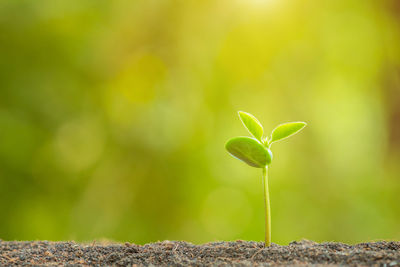 Close-up of plant growing outdoors