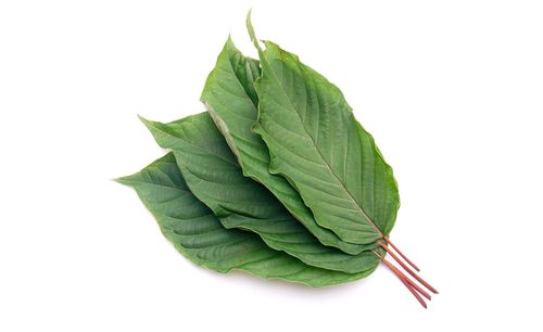 Close-up of green leaves against white background