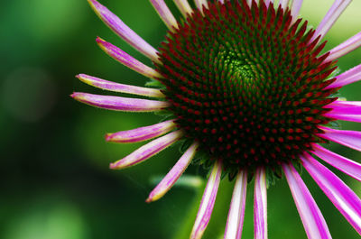 Close-up of pink flower