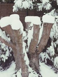 Close-up of snow on tree trunk