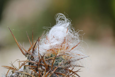 Close-up of leaf