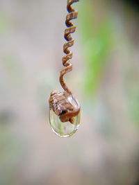 Close-up of drop on twig