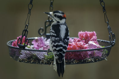 Close-up of bird perching on feeder