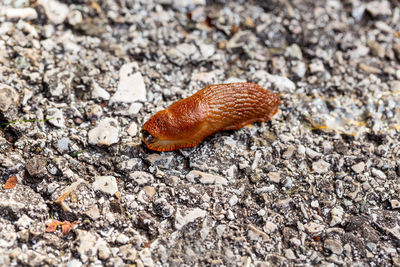 Close-up of snail