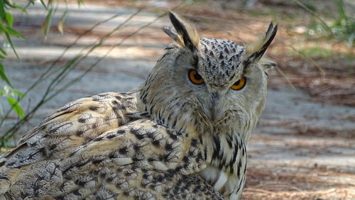 Close-up portrait of owl on field