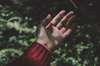 Cropped image of hand over plants