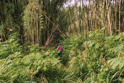 Rear view of hiker amidst bamboo forest at gatango forest in aberdare national park, kenya