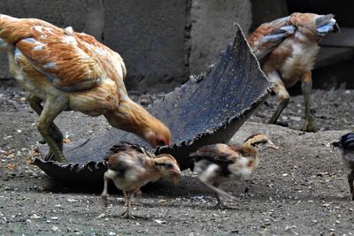 Hen in a farm