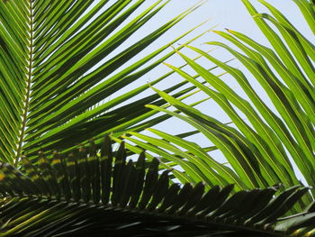 Low angle view of palm trees