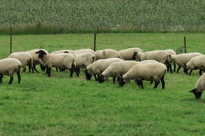 Sheep grazing in field