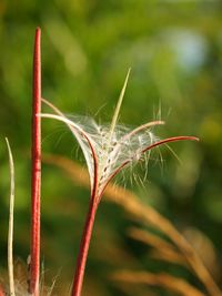 Close-up of fresh plant