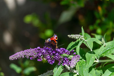 Butterfly pollinating on purple flower