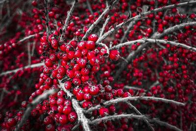 Close-up of berries on branch