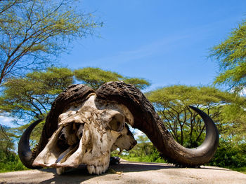 Buffalo skull atop the entrance gate posts at ndabaka to the serengeti national park, tanzania