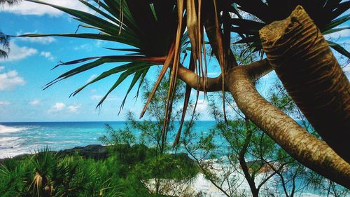 Palm tree by sea against sky