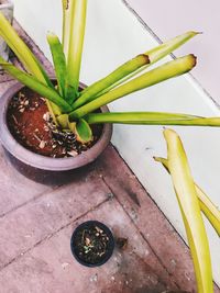 High angle view of potted plant on table