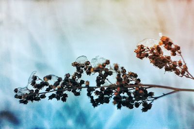 Low angle view of tree against sky