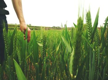 Close-up of crops growing on field against sky