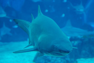 Fish swimming in sea