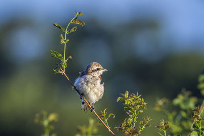 Bird perching on a plant