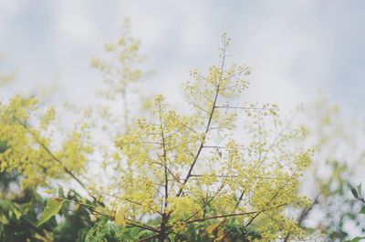 Low angle view of flower tree against sky