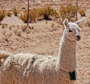 Portrait of an animal on field