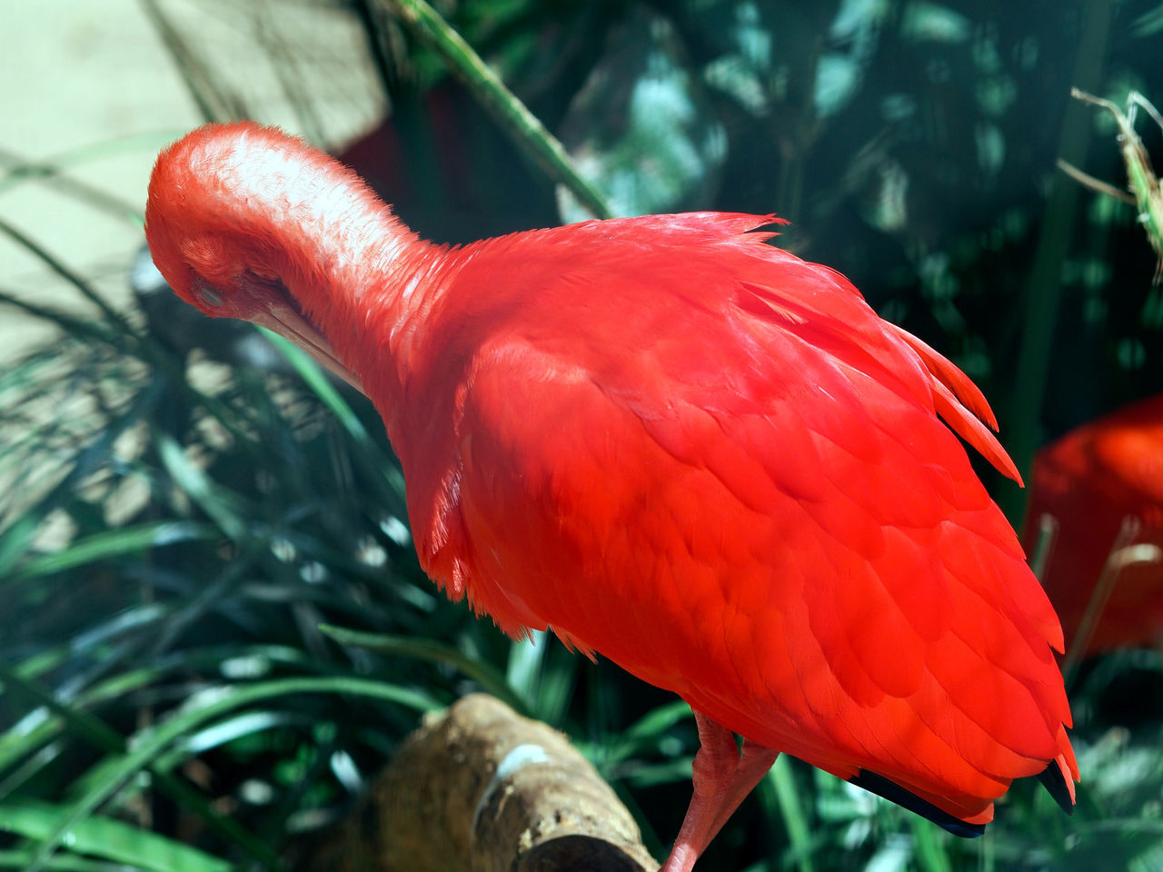 red, bird, animal themes, animal, animal wildlife, beak, flower, one animal, nature, tropical climate, plant, ibis, parrot, wildlife, vibrant color, animal body part, close-up, tree, no people, tropical bird, focus on foreground, scarlet macaw, feather, forest, outdoors, pink, beauty in nature, flamingo