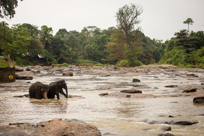 Elephant in water