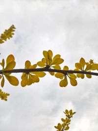 Low angle view of yellow flowering plant against sky