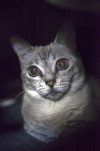 Close-up portrait of cat sitting in darkroom