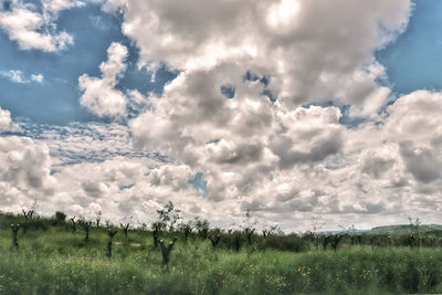 Scenic view of field against sky