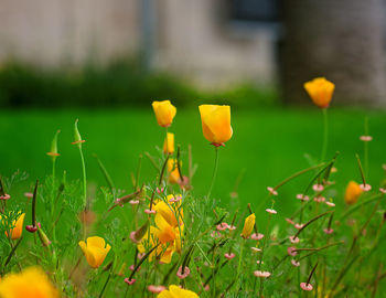 Close-up of yellow flowers blooming in field