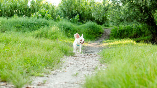 Dog running on grass