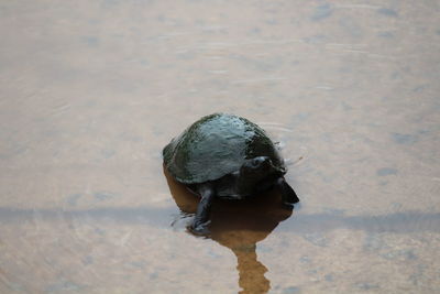 Close-up of a turtle in the lake
